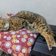 ヒメ日記 2025/09/20 18:00 投稿 とわ ニューヨークニューヨーク