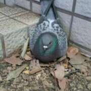 ヒメ日記 2025/12/09 19:00 投稿 とわ ニューヨークニューヨーク