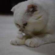 ヒメ日記 2026/01/08 15:00 投稿 とわ ニューヨークニューヨーク