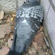 ヒメ日記 2026/03/03 19:00 投稿 とわ ニューヨークニューヨーク