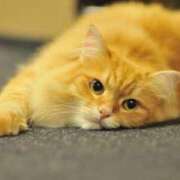 ヒメ日記 2026/03/11 19:00 投稿 とわ ニューヨークニューヨーク