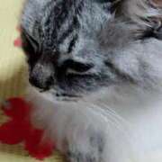 ヒメ日記 2025/09/27 03:18 投稿 しずえ 熟女の風俗最終章 高崎店