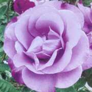 ヒメ日記 2024/12/19 10:12 投稿 らん♡濃厚度120％ ラヴァーズ