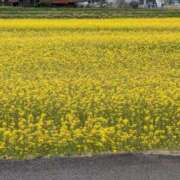 ヒメ日記 2025/03/01 11:43 投稿 らん♡濃厚度120％ ラヴァーズ