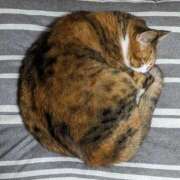 ヒメ日記 2025/03/13 10:04 投稿 らん♡濃厚度120％ ラヴァーズ