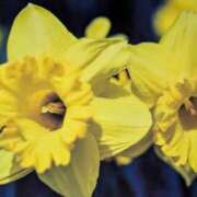 ヒメ日記 2025/03/15 10:12 投稿 らん♡濃厚度120％ ラヴァーズ