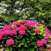 ヒメ日記 2025/06/12 10:03 投稿 らん♡濃厚度120％ ラヴァーズ