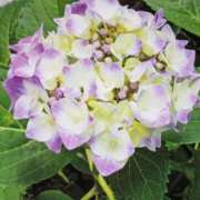 ヒメ日記 2025/06/15 11:46 投稿 らん♡濃厚度120％ ラヴァーズ