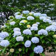 ヒメ日記 2025/06/26 10:05 投稿 らん♡濃厚度120％ ラヴァーズ