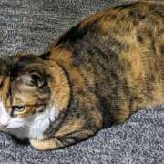 ヒメ日記 2025/07/09 10:04 投稿 らん♡濃厚度120％ ラヴァーズ