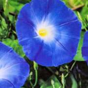 ヒメ日記 2025/08/28 10:03 投稿 らん♡濃厚度120％ ラヴァーズ