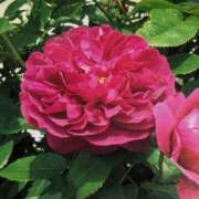 ヒメ日記 2025/09/20 15:58 投稿 らん♡濃厚度120％ ラヴァーズ