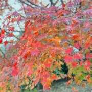 ヒメ日記 2025/11/19 10:03 投稿 らん♡濃厚度120％ ラヴァーズ