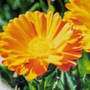 ヒメ日記 2026/02/26 10:05 投稿 らん♡濃厚度120％ ラヴァーズ