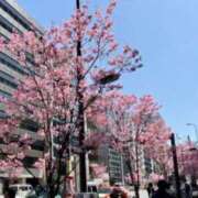 紗織(さおり) 桜🌸 人妻出逢い会 百合の園 山の手本店