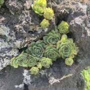 ヒメ日記 2025/06/30 11:25 投稿 霧島しずか ワイフコレクション