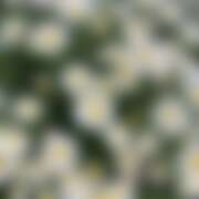 ヒメ日記 2025/07/21 00:18 投稿 霧島しずか ワイフコレクション