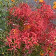 ヒメ日記 2025/09/21 23:59 投稿 霧島しずか ワイフコレクション