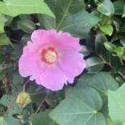 ヒメ日記 2025/09/30 08:06 投稿 霧島しずか ワイフコレクション