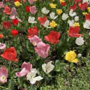 ヒメ日記 2026/04/06 19:27 投稿 霧島しずか ワイフコレクション