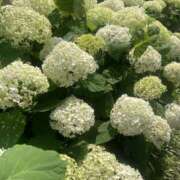 ヒメ日記 2025/06/30 23:27 投稿 霧島しずか 美魔女エステ