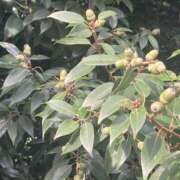 ヒメ日記 2025/10/03 22:54 投稿 霧島しずか 美魔女エステ