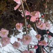 ヒメ日記 2025/02/19 14:55 投稿 新人 かぐやｻﾝ De愛急行 栗東インター店