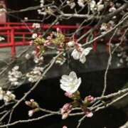 ヒメ日記 2025/04/07 14:23 投稿 新人 かぐやｻﾝ De愛急行 栗東インター店