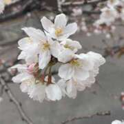 ヒメ日記 2025/04/15 10:53 投稿 新人 かぐやｻﾝ De愛急行 栗東インター店