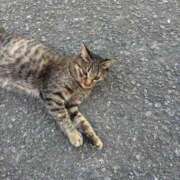 ヒメ日記 2026/04/14 11:17 投稿 あや ウルトラグレイス24