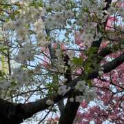 ヒメ日記 2025/03/30 12:26 投稿 わかな ニュー不夜城