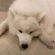 わかな ごめんなさい ニュー不夜城