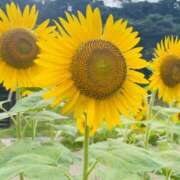 ヒメ日記 2025/10/05 12:02 投稿 あんず 素人系イメージSOAP彼女感大宮館