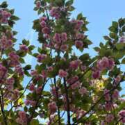 ヒメ日記 2025/04/23 07:09 投稿 響(ひびき) 人妻城 横浜本店