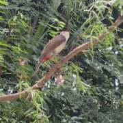 ヒメ日記 2025/05/31 07:09 投稿 響(ひびき) 人妻城 横浜本店