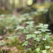 ヒメ日記 2025/07/05 08:31 投稿 響(ひびき) 人妻城 横浜本店