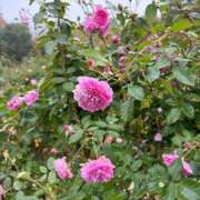 ヒメ日記 2025/10/16 07:07 投稿 響(ひびき) 人妻城 横浜本店