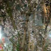 ヒメ日記 2025/03/25 20:55 投稿 まい 熟女総本店