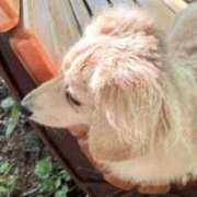 雅美(まさみ) ✨✨お礼✨✨ 池袋夢幻