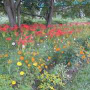 ヒメ日記 2025/09/24 22:18 投稿 向日葵ひまり【NH】 アヌエ＠日暮里