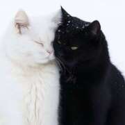 ヒメ日記 2025/03/14 06:49 投稿 くみ 大久保おかあちゃんの乳クリ