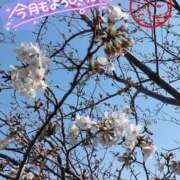 ヒメ日記 2025/04/02 19:08 投稿 玲子(れいこ） 東金人妻花壇