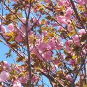 ヒメ日記 2025/04/19 21:23 投稿 玲子(れいこ） 東金人妻花壇