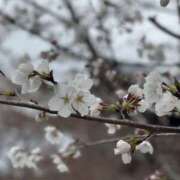 ヒメ日記 2025/04/08 08:29 投稿 真珠-sinju- 京都人妻デリヘル倶楽部