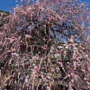 ヒメ日記 2026/02/21 23:33 投稿 まあさ もしも素敵な妻が指輪をはずしたら・・・カーラ