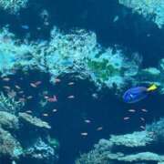 ほのか 皆様へ 奥様はエンジェル　立川店