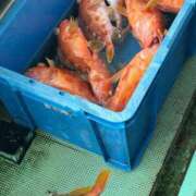 ヒメ日記 2026/03/19 10:50 投稿 恋心（ここ） エスペランサ新館