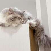 ヒメ日記 2026/01/17 21:12 投稿 にあ奥様 なすがママされるがママ西川口