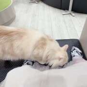 ヒメ日記 2026/04/02 11:14 投稿 にあ奥様 なすがママされるがママ西川口