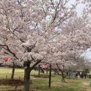 ヒメ日記 2025/04/08 15:51 投稿 里穂 モアグループ所沢人妻城